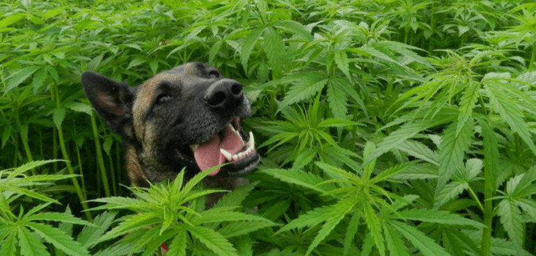 cbd oil for dogs