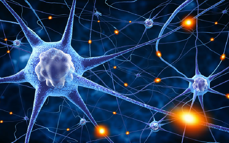 neuroplasticity improves brain