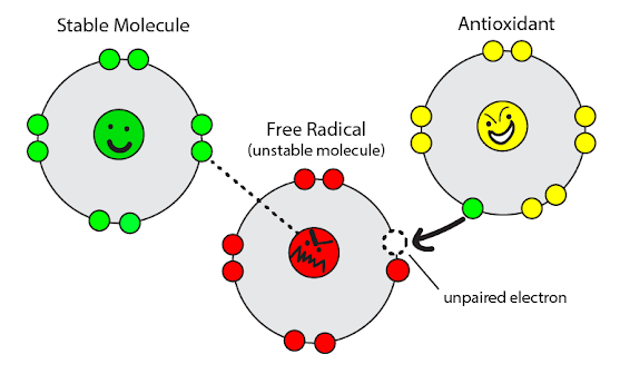 antioxidant free radicals