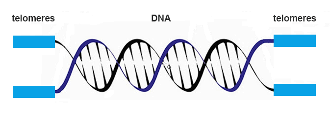 dna telomere 1