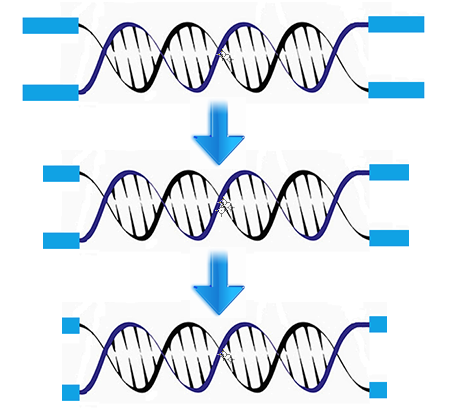 dna telomere 2