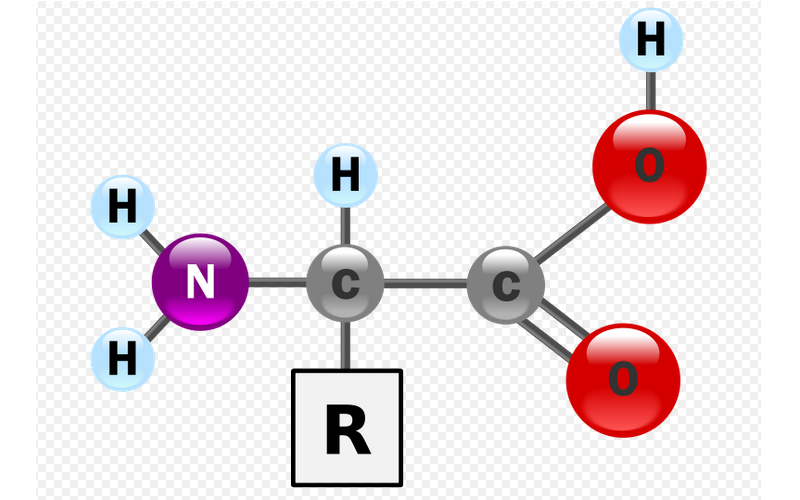 amino acids anti-aging