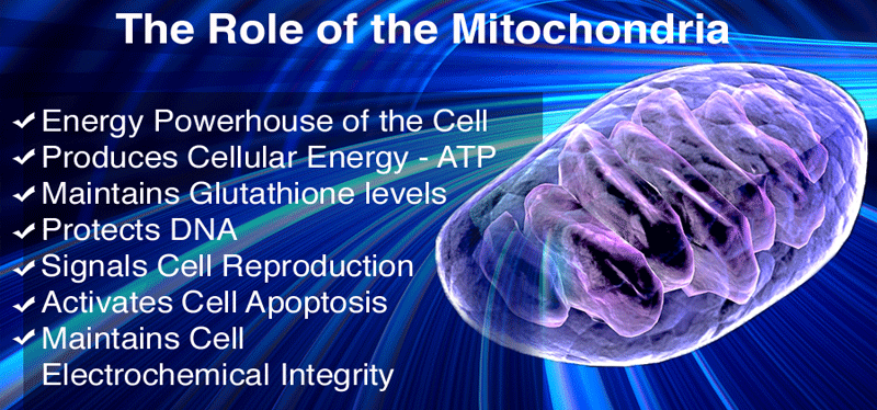 mitochondria cell aging