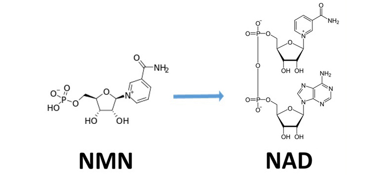 nmn precursor to nad