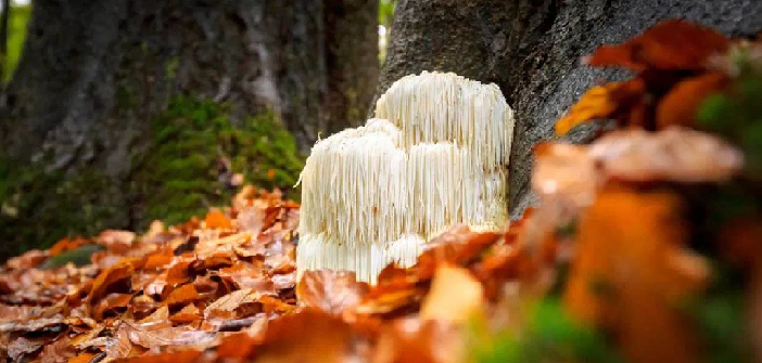 lion's mane mushroom