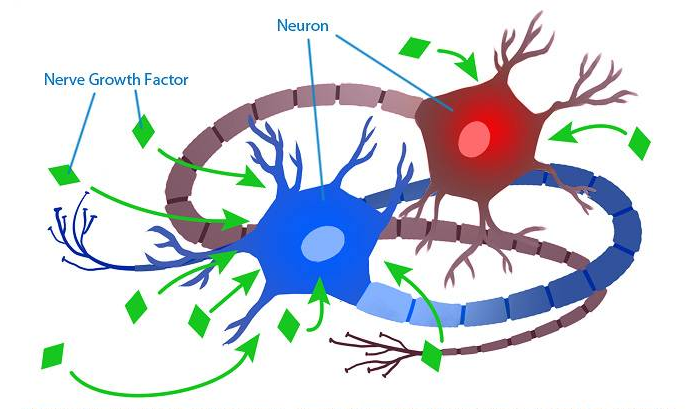 ngf and neurons