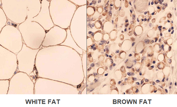 white fat brown fat