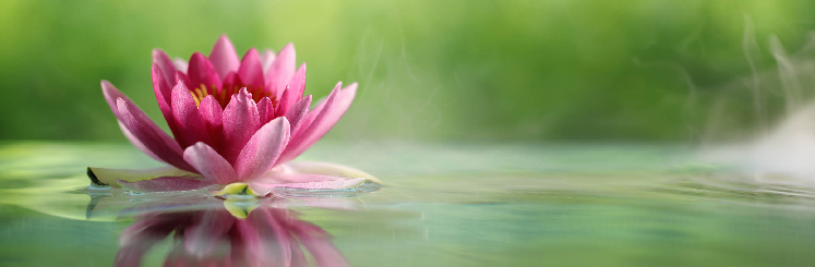 mindfulness meditation lotus