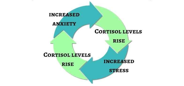 cortisol stress