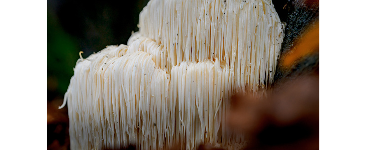 holding lion's mane mushroom