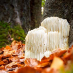 lions mane mushroom main