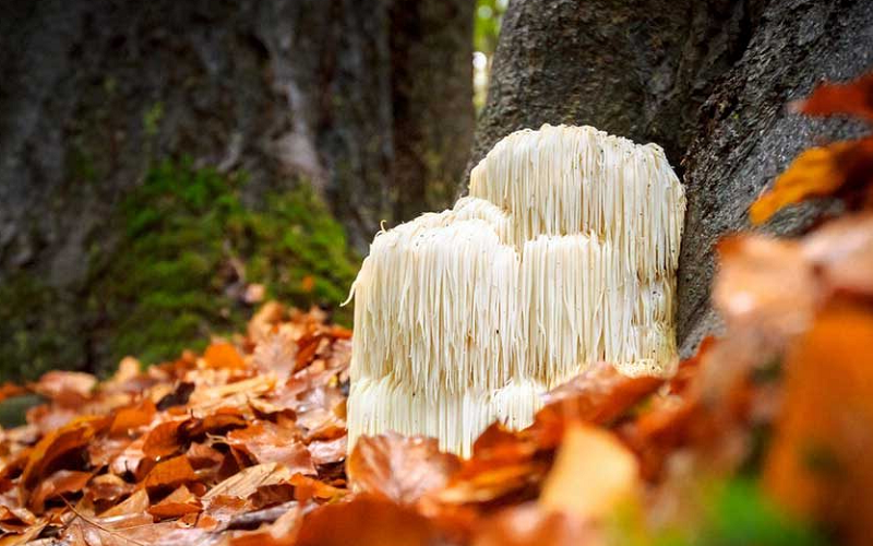 lion's mane mushrooms