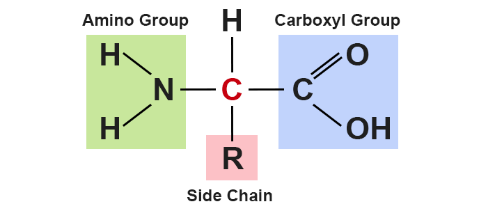 amino acid molecular structure