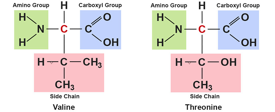 amino acid side chain differences