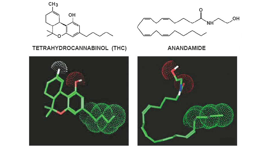 anandamide thc molecules