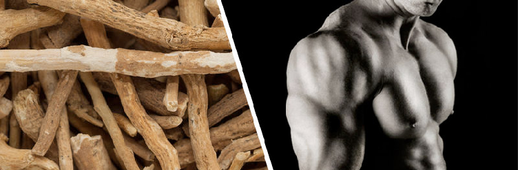 ashwagandha testosterone muscles