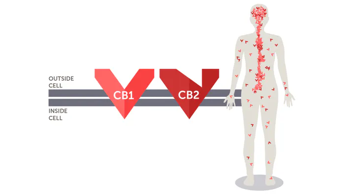 cannabinoid receptors