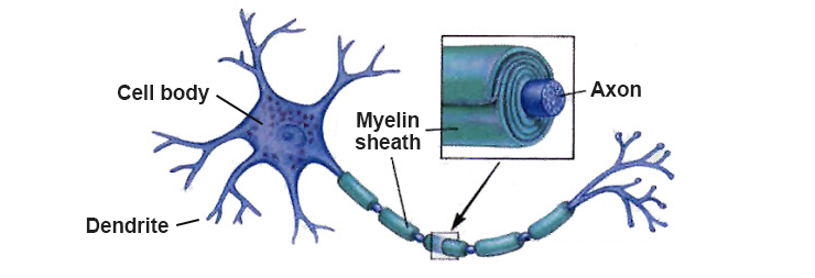 cell axon myelin sheath