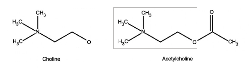 choline molecular structure