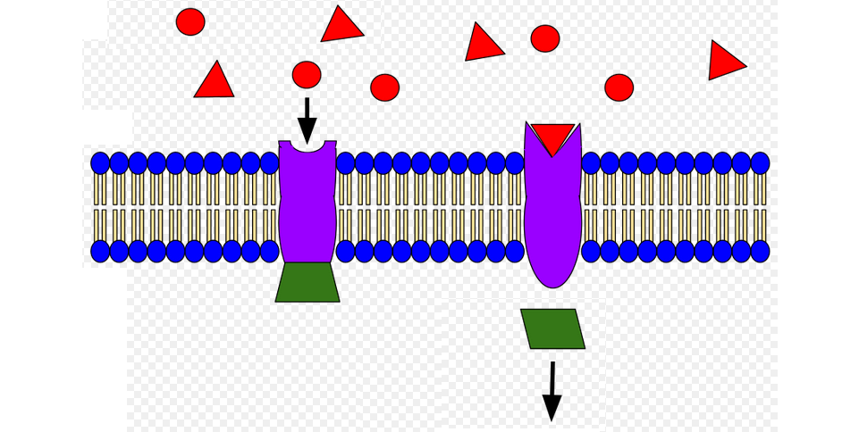 cholinergic receptors