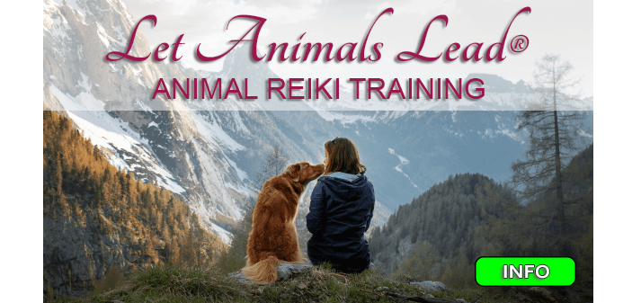 animal reiki meditation package