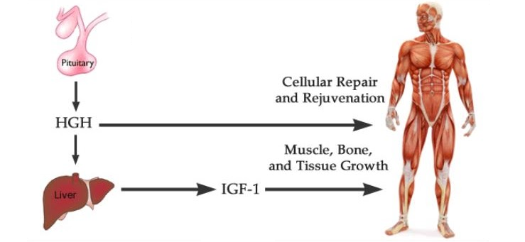 hgh igf-1 muscle growth