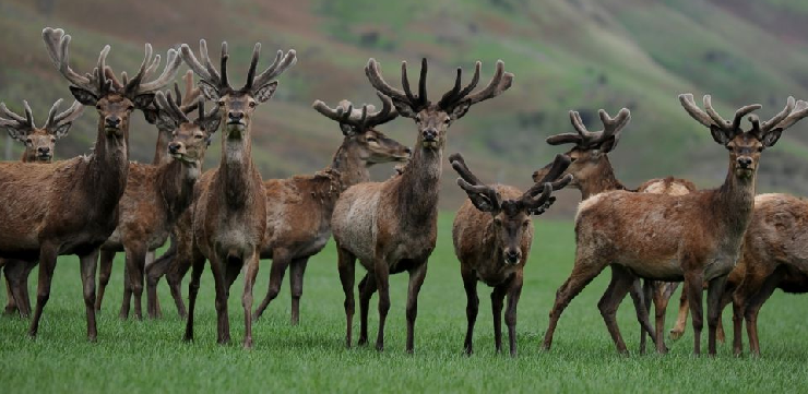 new zealand red deer herd