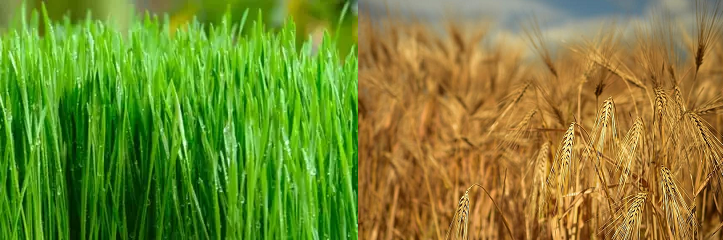 barley grass and grain