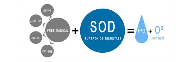 barley grass superoxide dismutase