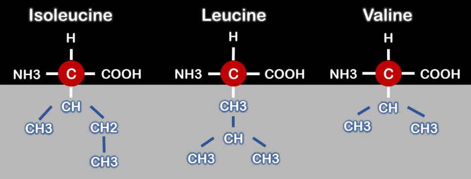 branched chain amino acids