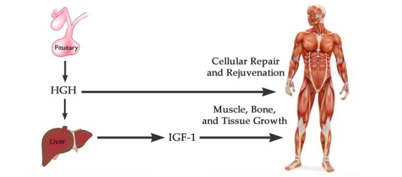 hgh and igf-1 together