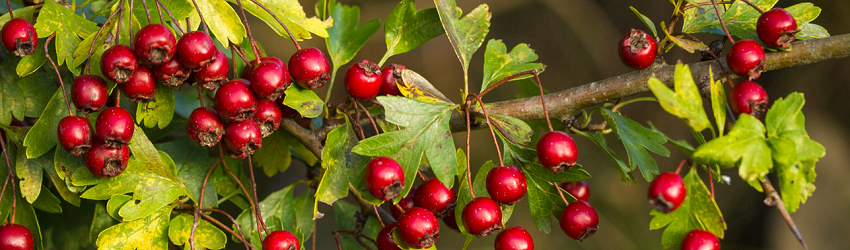 hgh hawthorn berries