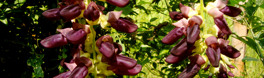 hgh mucuna pruriens