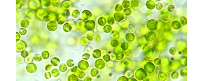 unicellular chlorella algae