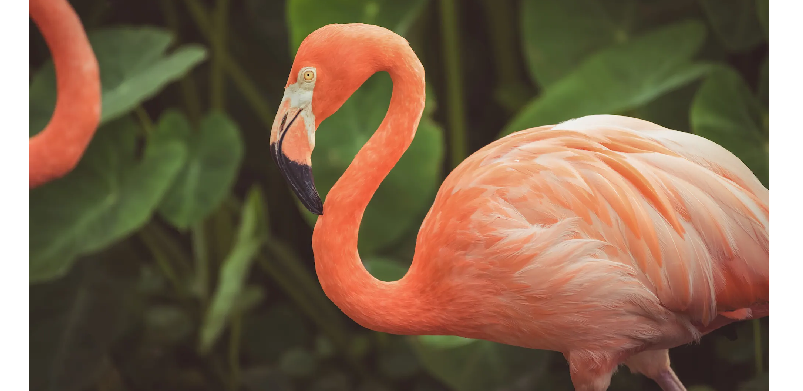 astaxanthin flamingos coloring
