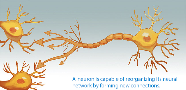 bdnf neural networks