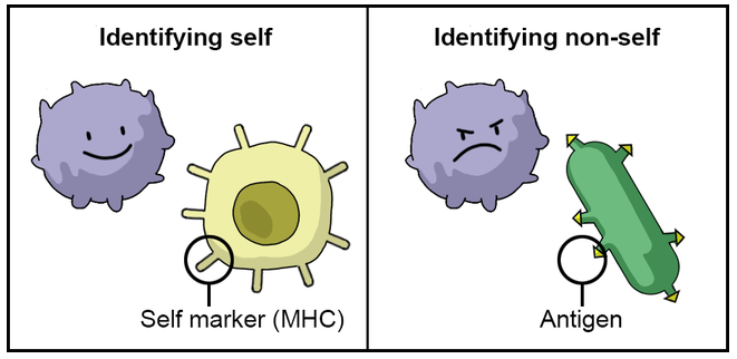 body self and non-self cells