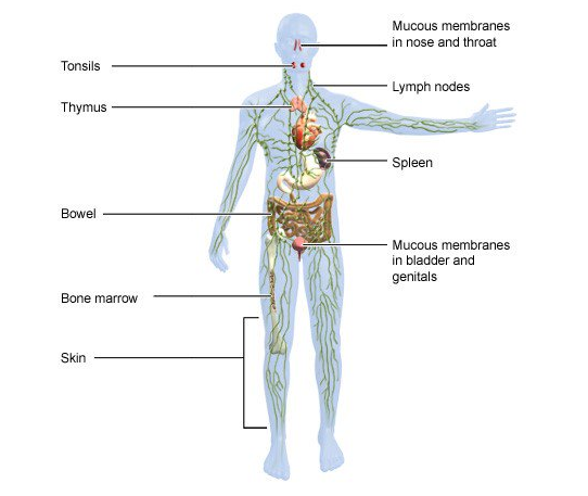 immune system organs tissues