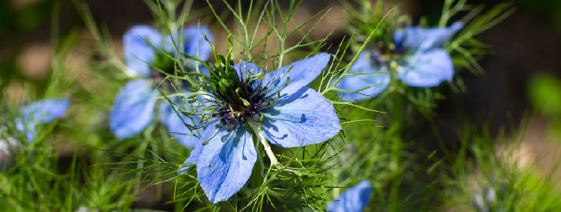 black seed plant flowers