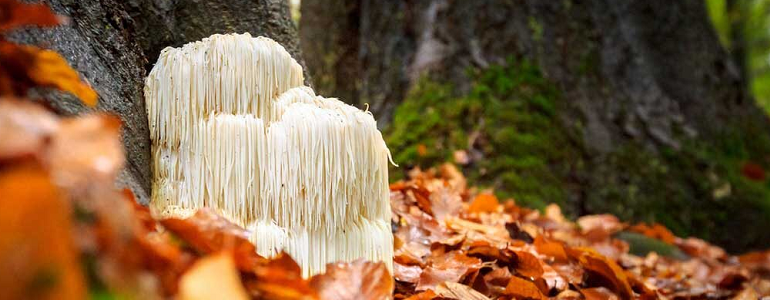 lions mane mushroom for adhd