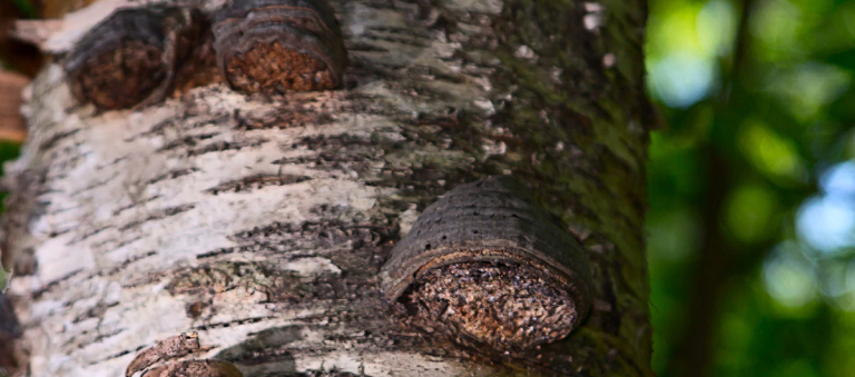 chaga mushrooms growing on tree