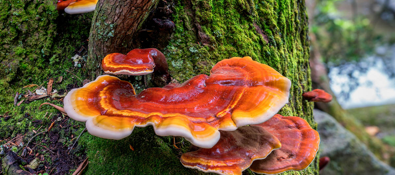 reishi mushrooms growing on tree