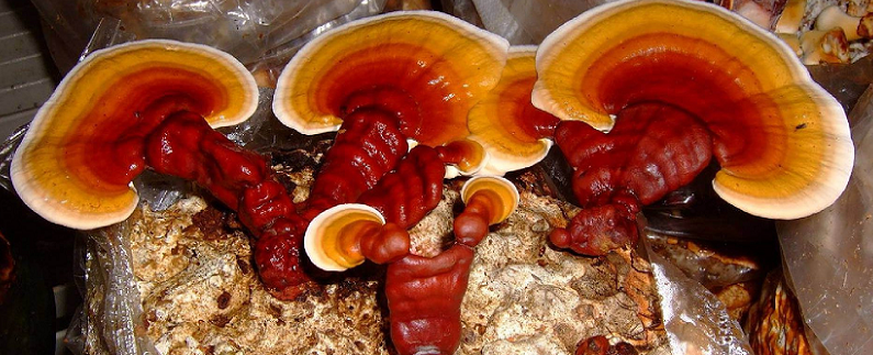 reishi mushrooms health benefits