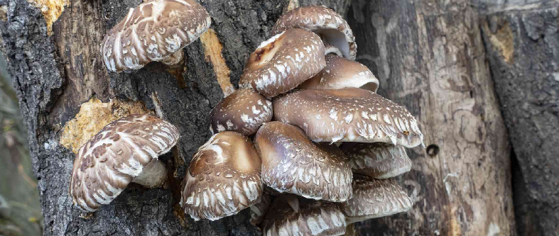 shiitake mushrooms growing on tree