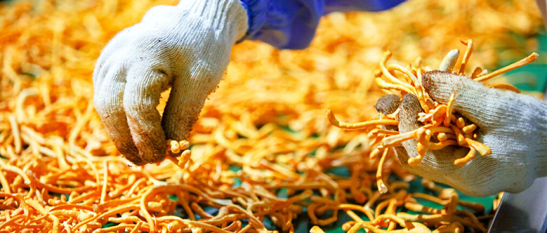 commercial processing of cordyceps mushrooms