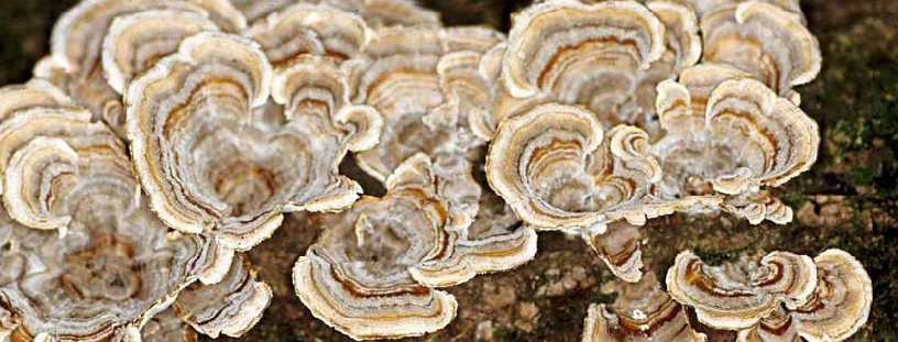 turkey tail mushrooms growing on tree