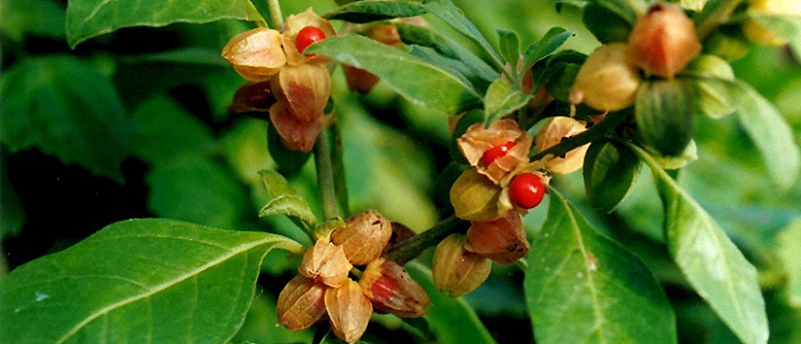 ashwagandha plant