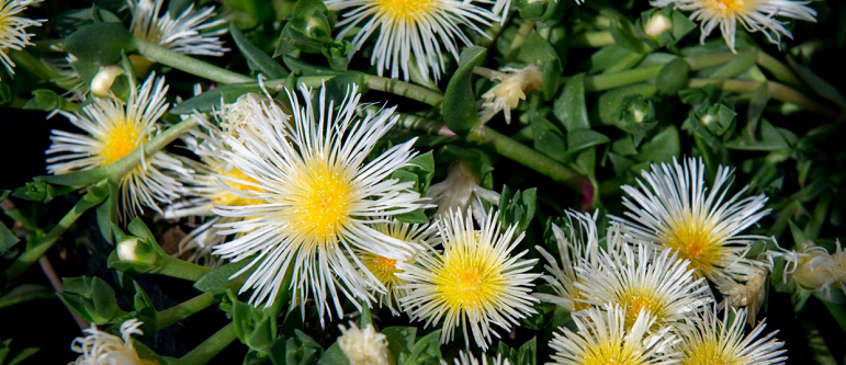 kanna plant flowers