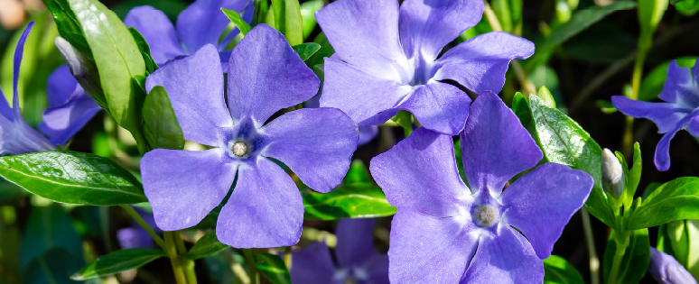 vinpocetine periwinkle flowers