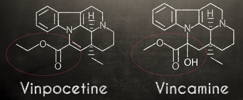 vinpocetine vincamine similarities